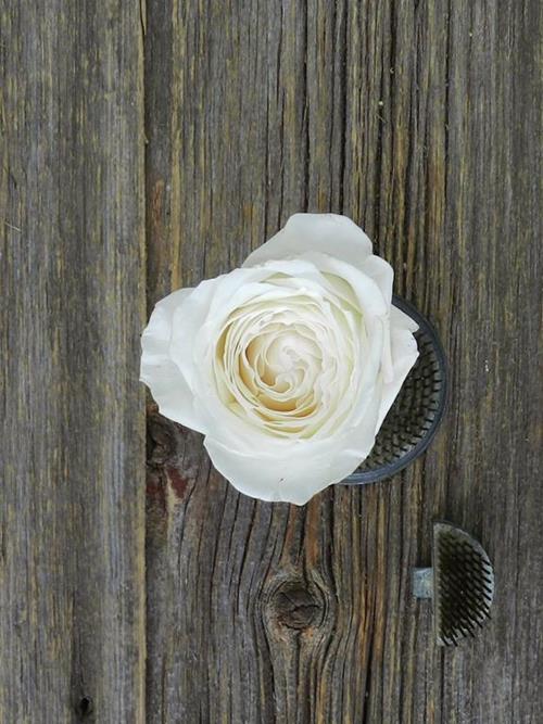 PRINCESS MIYUKI  WHITE GARDEN ROSES